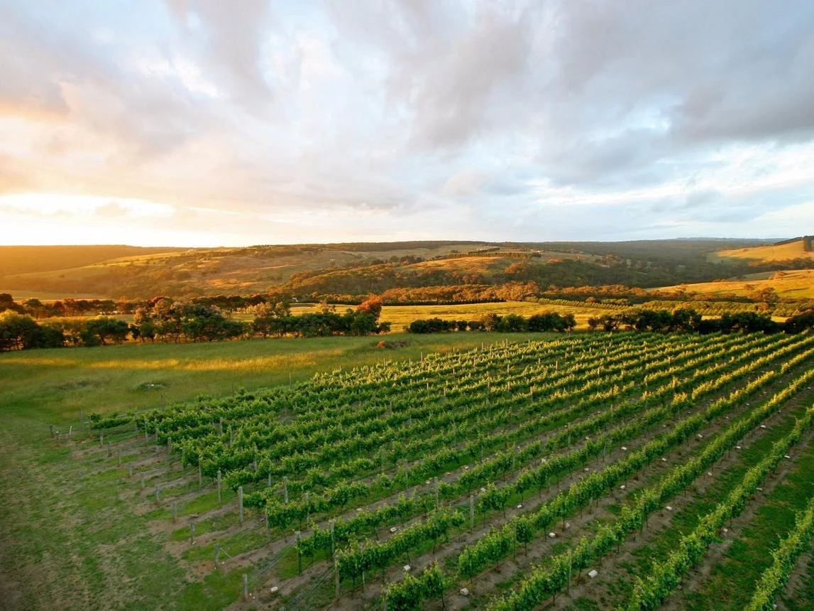 Groene wijngaarden op het Mornington Peninsula